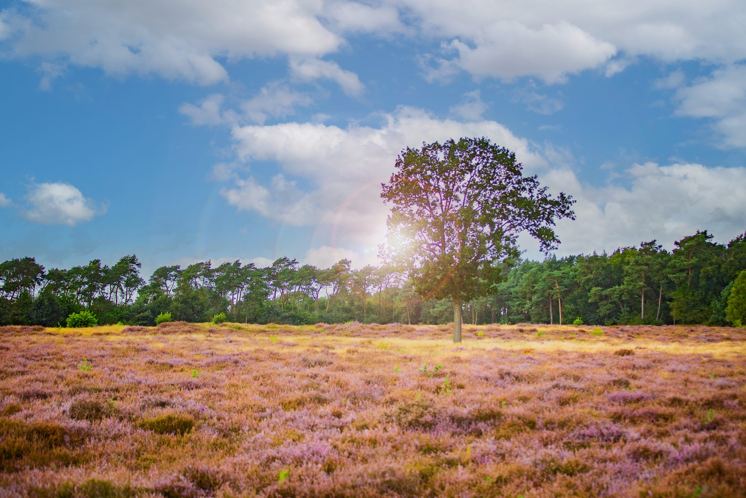 Emsland Landschaft